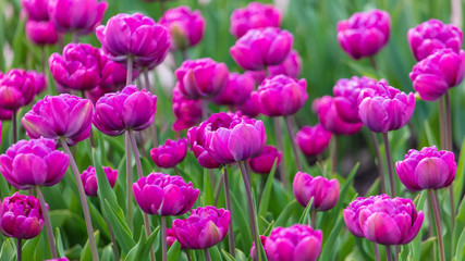 Fototapeta premium Decorative roses grow in the soil in nature
