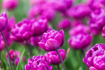 Decorative roses grow in the soil in nature