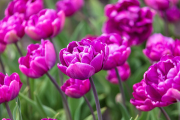 Decorative roses grow in the soil in nature