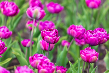 Decorative roses grow in the soil in nature