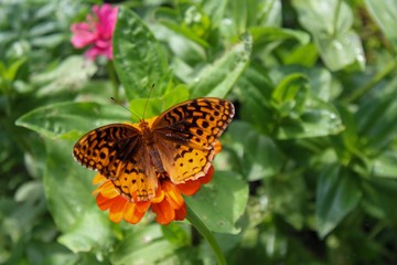 Great Spangled Fritillary (Speyeria cybele) perched on zinnia
