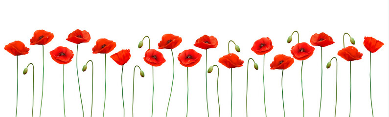 Nature summer background with red poppies. Vector. - obrazy, fototapety, plakaty
