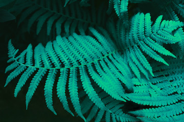 Futuristic fern leaves. Bright aqua background for your design. Beautiful colorful card
