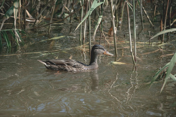 duck swims in the lake