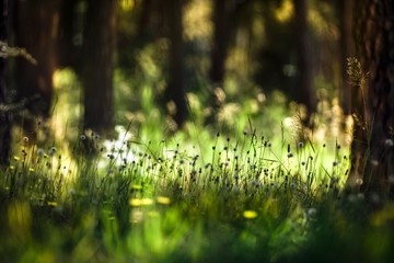 grass growing between pine trees