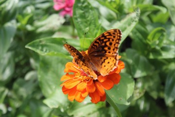 Great Spangled Fritillary (Speyeria cybele) perched on zinnia