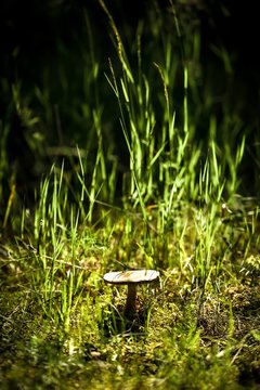 thiny mushroom growing in the forrest