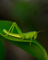 Fototapeta premium Beauty Macro Image Shot wildflower and insects photos