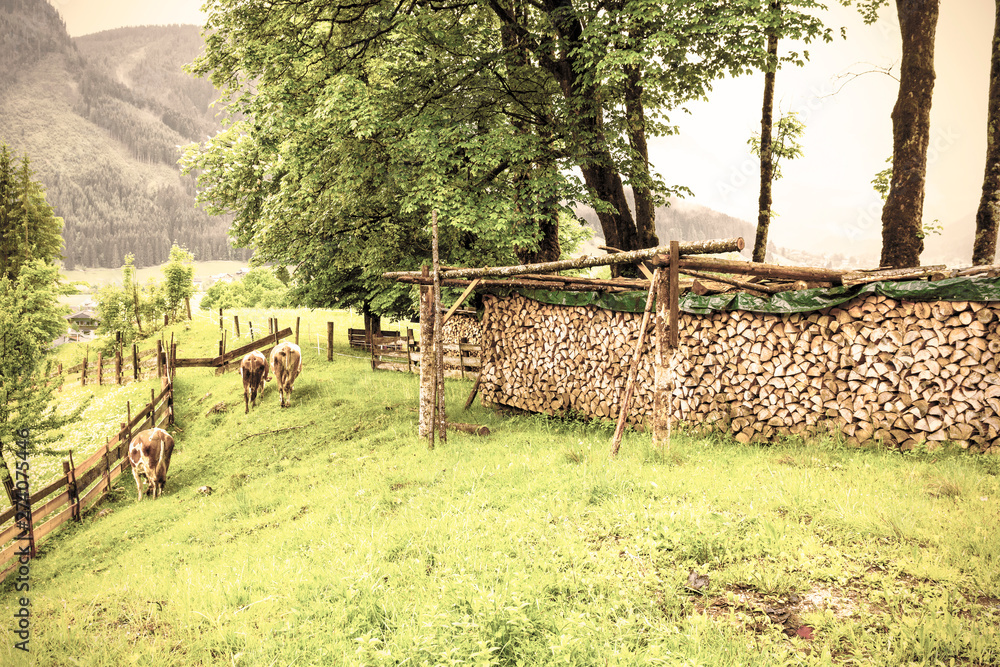 Canvas Prints cows grazing in rural austria