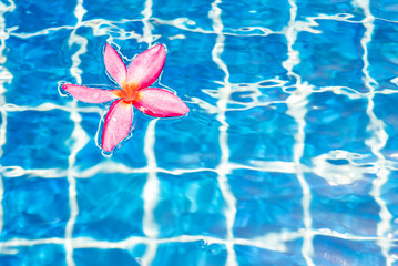 Fototapeta na wymiar Pink plumeria flower on pool