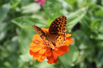 Great Spangled Fritillary (Speyeria cybele) perched on zinnia