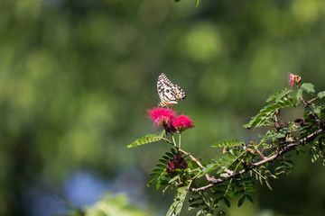 butterfly  insect and flower