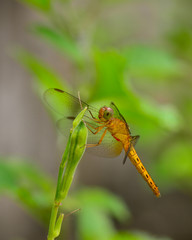 Beauty Macro Image Shot wildflower and insects photos