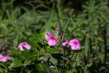 butterfly  insect and flower