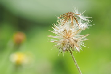 Close-up Coatbuttons (Tridax Procumbens) with green nature blurred background, Ripe fruit with winged achenes for wind-dispersal.