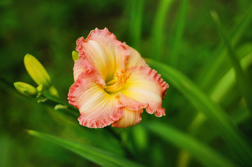 Daylily flower Hemerocallis 'Enchanted April'. Close up in the summer garden