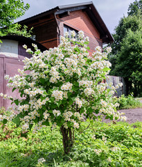 Fototapeta na wymiar Flowering jasmine (Chubushnik). Formed shtambum with white flowers (lat. Philadelphus)