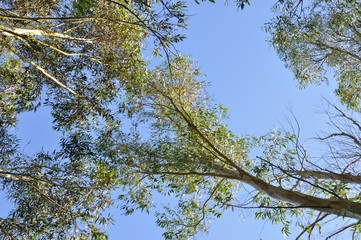 Eucalyptus