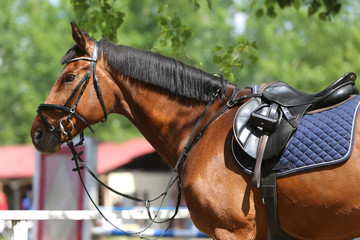 Close up of a port horse during competition under saddle outdoors