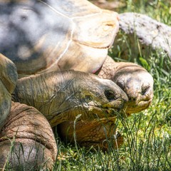 turtle on grass