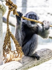 Obraz premium Baby monkey