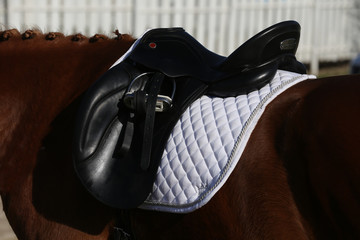 Close up of a port horse during competition under saddle outdoors