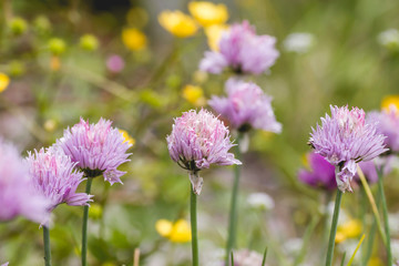 Chives wild flowers in the springtime garden