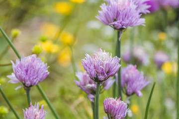 Allium schoenoprasum flowers blooming in the springtime garden 