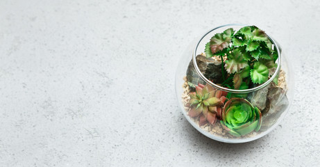 Mini home garden concept, copy space