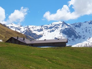 Fototapeta na wymiar A mountain pasture in the Italian Alps near the village of Chamois, Valle d'aosta, Italy - June 2019.