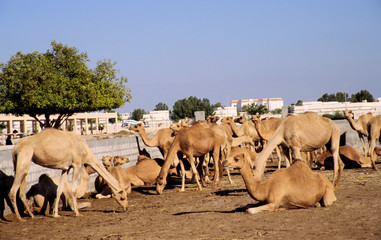 kamele-verkauf in abu dhabi,oman