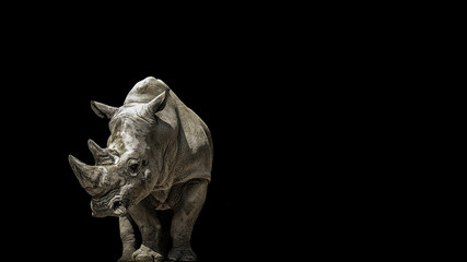 Portrait rhino on the black - obrazy, fototapety, plakaty