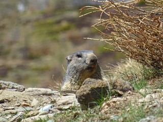A marmot in the Italian Alps, near the town of 