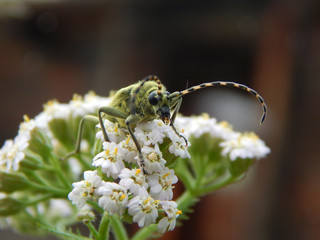 Beetle on flower