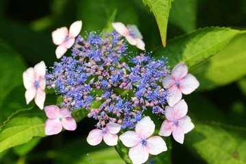 Hydrangea in Japan