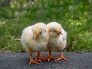 Beautiful little chickens sleeping on green background.
