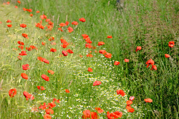 Klatschmohn im Getreidefeld