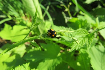 Black yellow ladybug on green plant in the garden