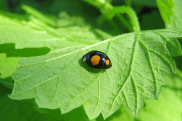 Beautiful black ladybug on natural green leaves background, closeup