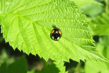 Black ladybug on green raspberry leaves in the garden