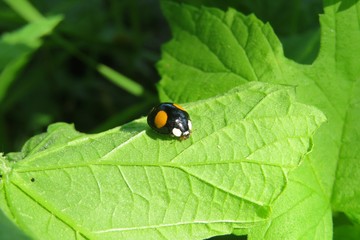  Black ladybug with yellow spots on green leaf in the garden, closeup