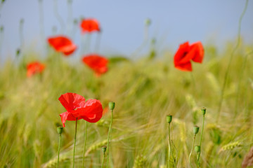 Mohnblüten bewegen sich im Wind