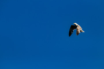 bird in the sky