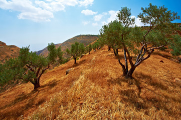 Olive grove in Israel.