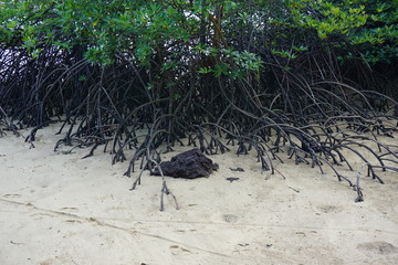 tree root on the beach
