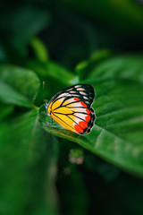 Butterfly on left of tree in park in the morning.