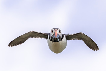 North Atlantic puffin