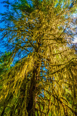 Fototapeta premium Beautiful Morning Hike Through the Hoh Rainforest in Olympic National Park, Washington