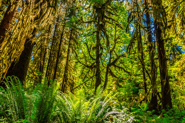 Beautiful Morning Hike Through the Hoh Rainforest in Olympic National Park, Washington