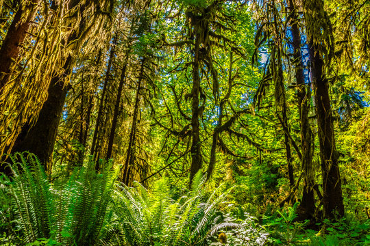 Beautiful Morning Hike Through the Hoh Rainforest in Olympic National Park, Washington © Jeremy Janus
